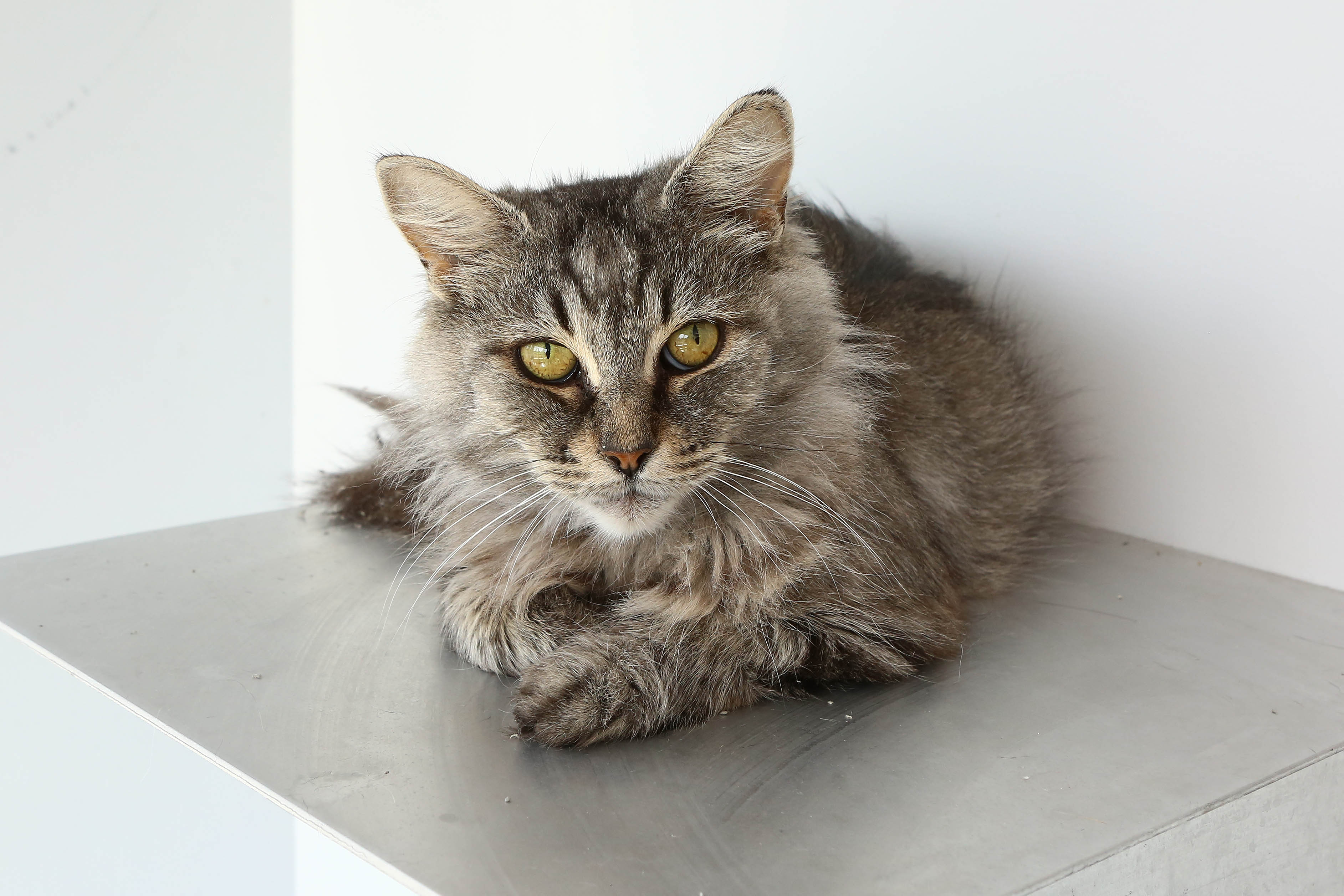 Clinique pour chiens et chats à Saint-Zotique