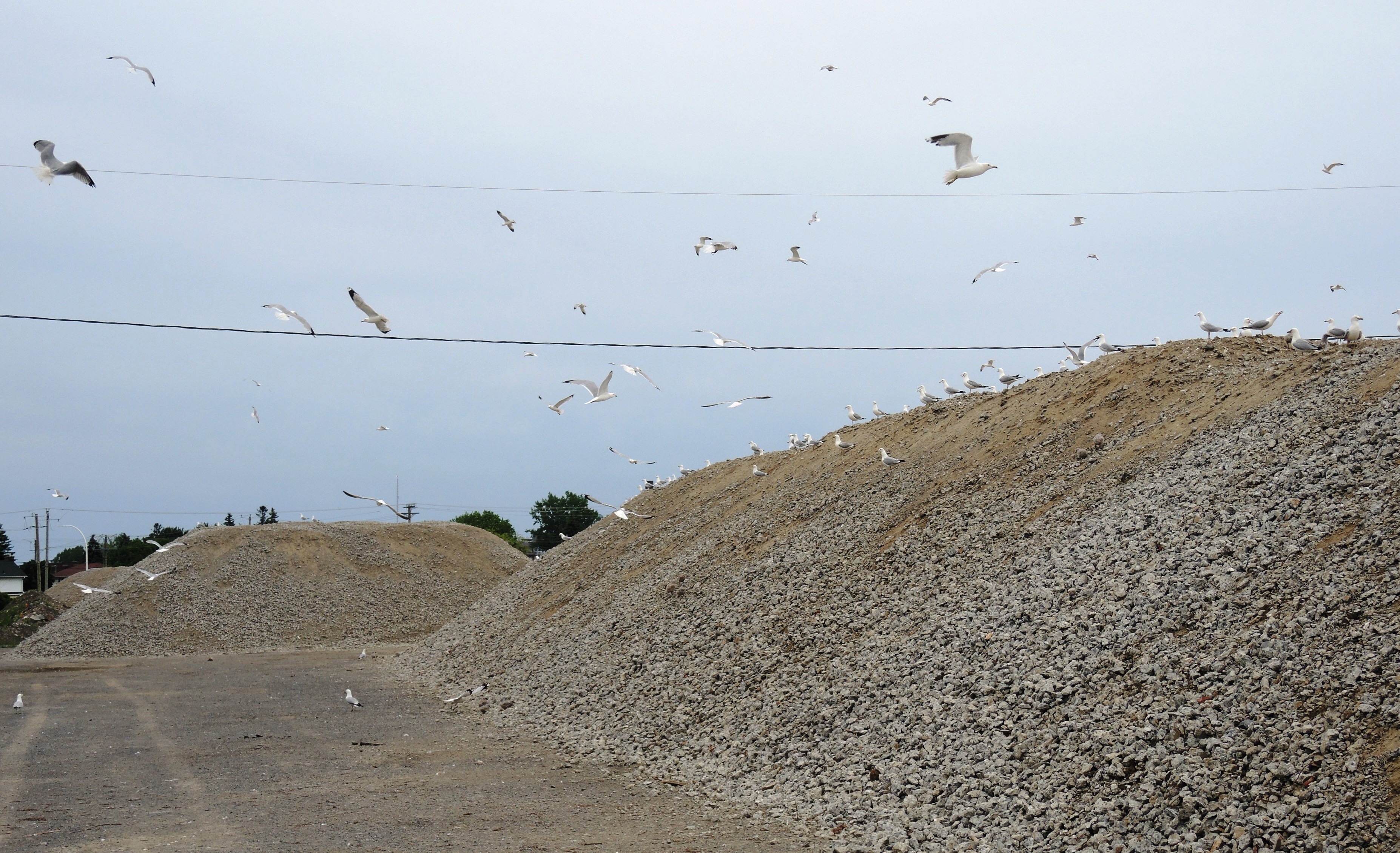 Concert de mouettes cacophonique sur la rue Tougas
