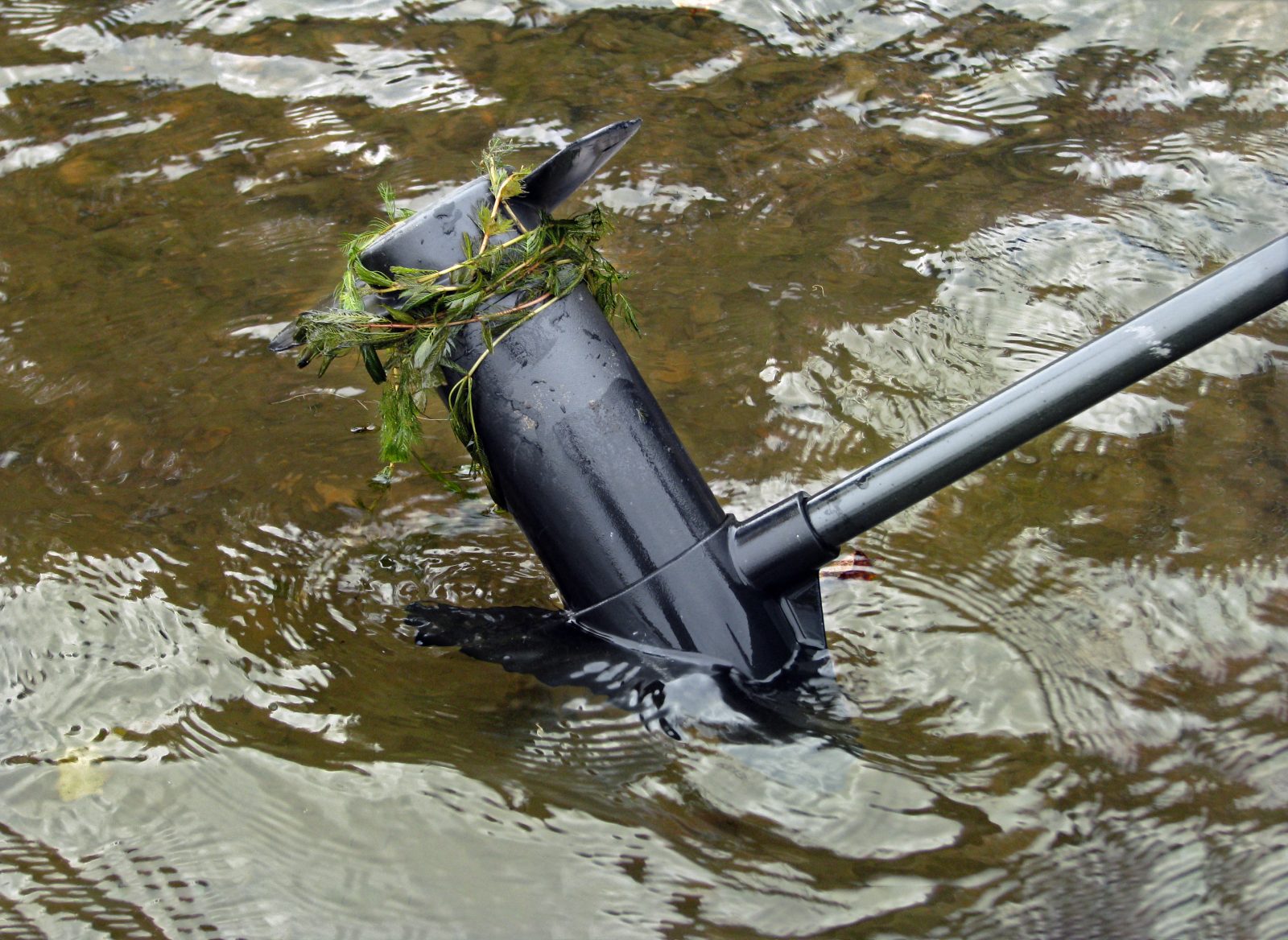 Mise en garde contre une plante aquatique envahissante