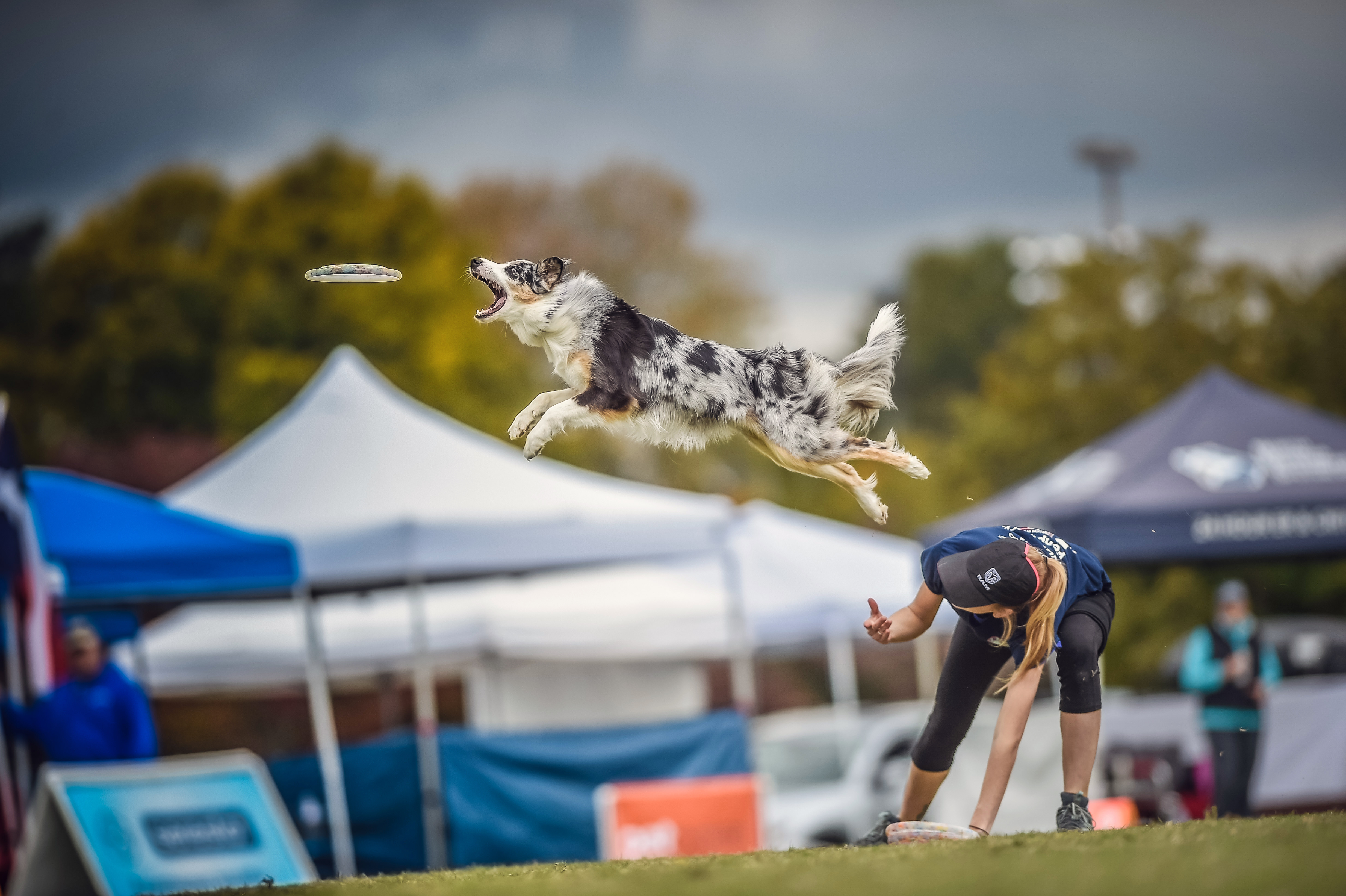 Chiens agiles et maîtres savants au Rodéo