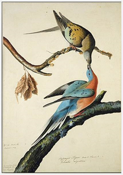 Pour savoir comment est disparue la tourte voyageuse