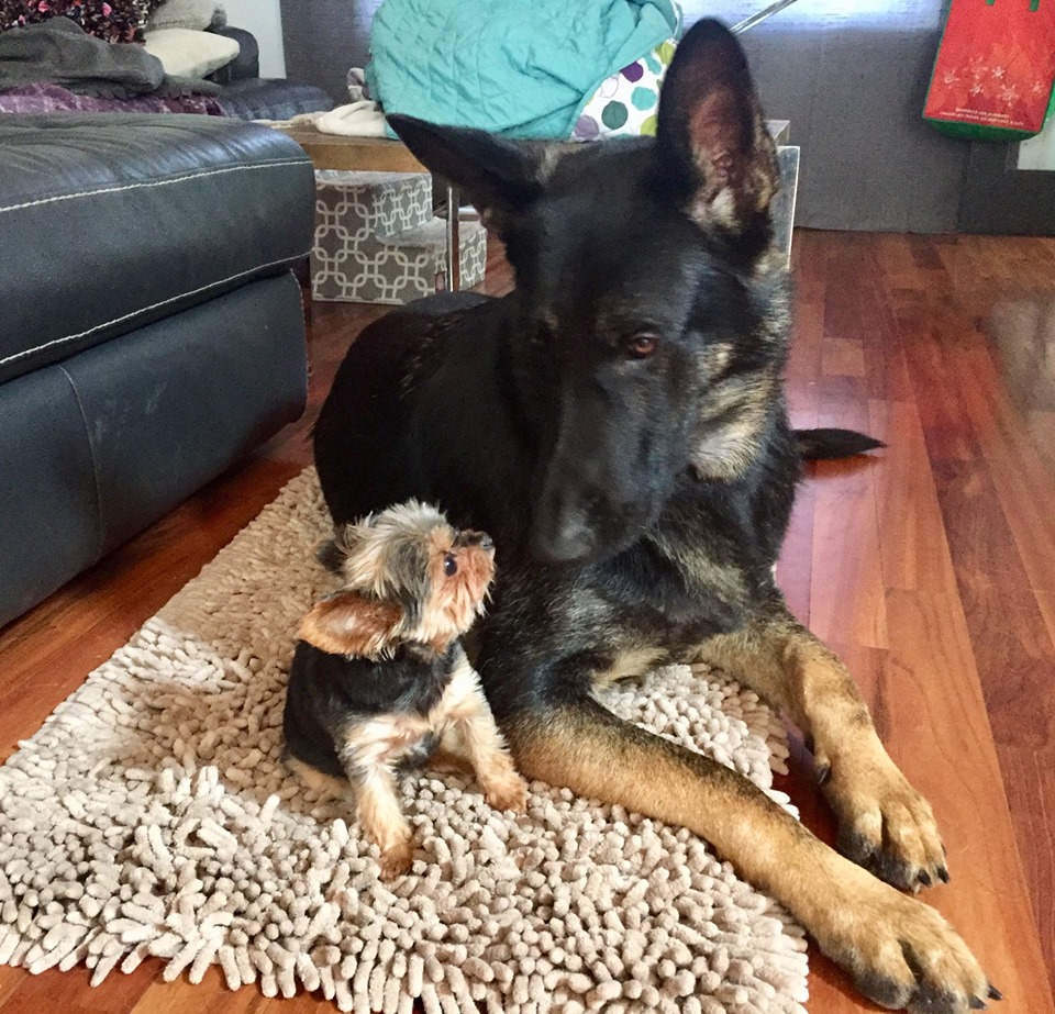 Image illustrant l'article: «Boomer» s’est fait voler à Sainte-Barbe et on veut le retrouver
