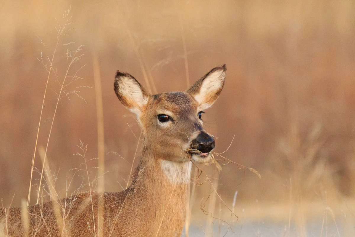 Relève à la chasse : une fin de semaine pour apprendre ou partager sa passion
