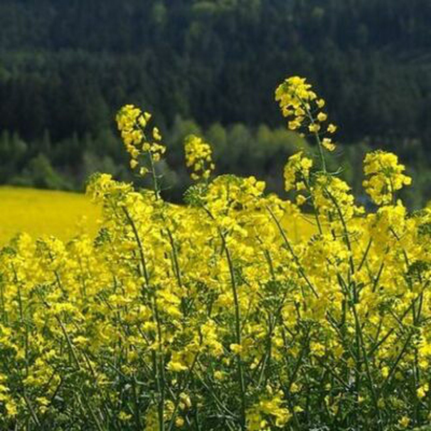 Les cultures émergentes dans la mire de l’UPA