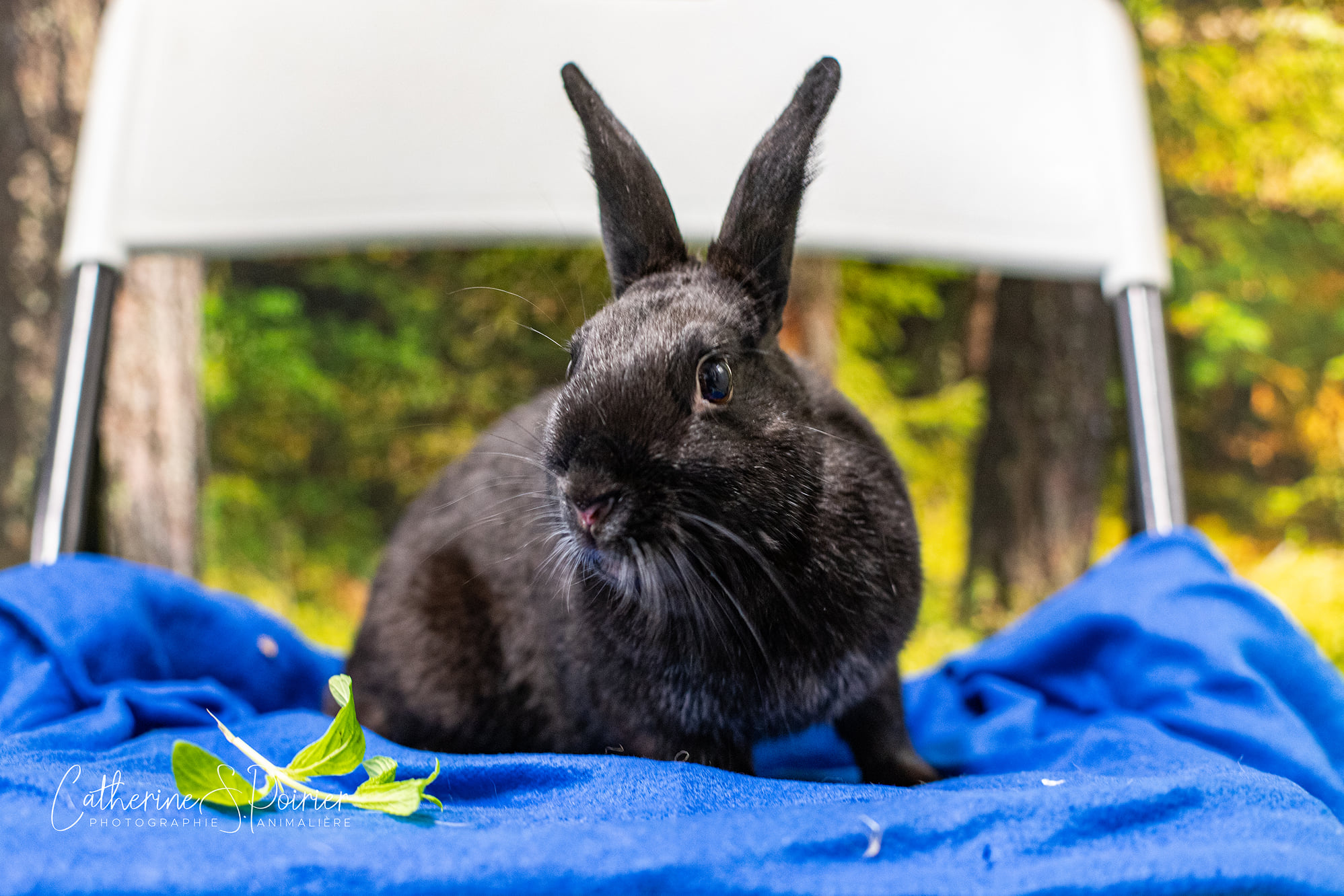 Découvrez les nouvelles fonctionnalités du logiciel de correction Antidote 11 pour français et anglais