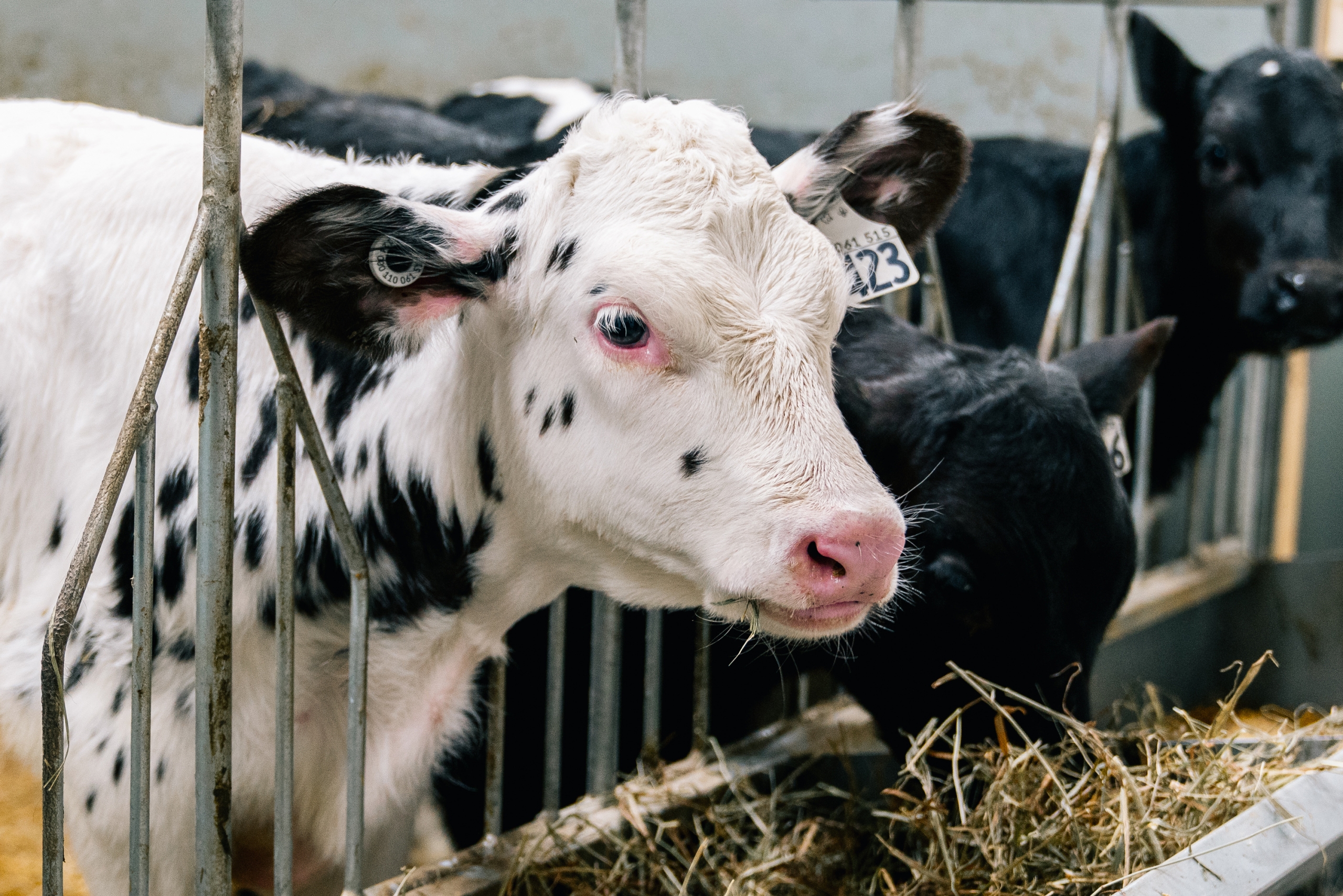 Image illustrant l'article