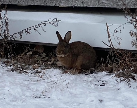 Gilles Vigneault quitte Spotify… pour mieux rejoindre Only Fans?