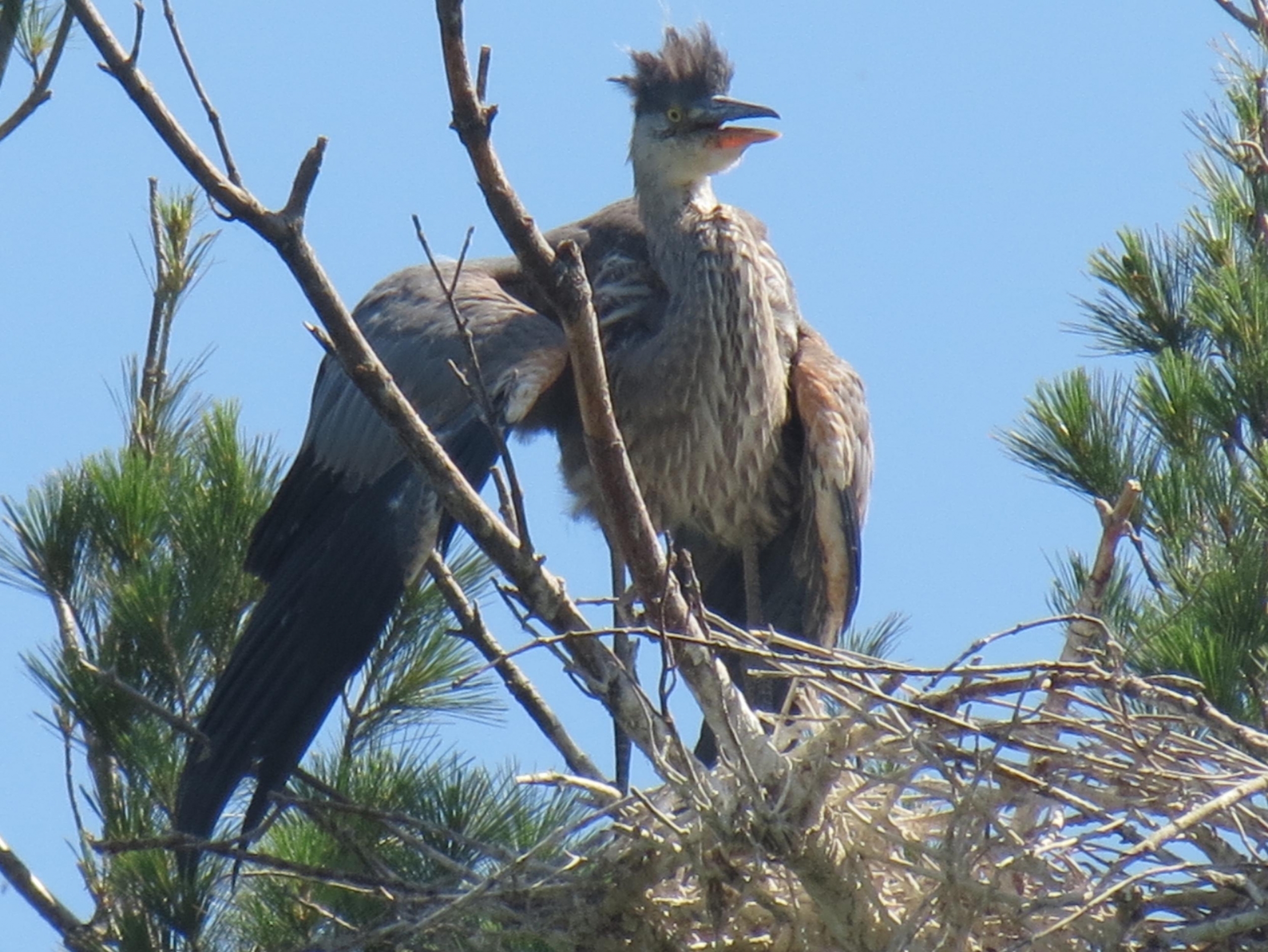 À peine Windows 11 sorti que Microsoft travaille déjà sur Windows 12