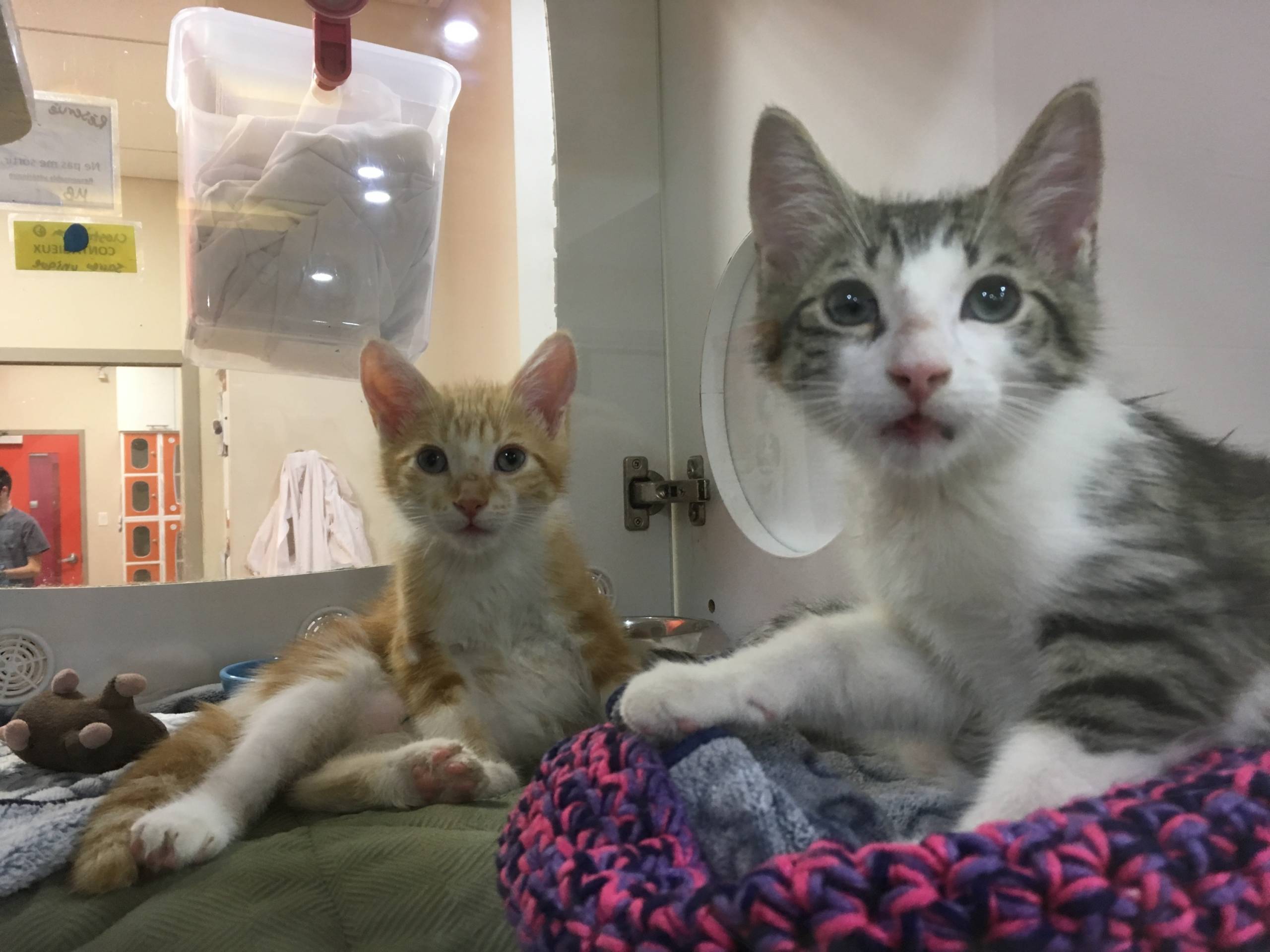 PayPal lance-t-il vraiment sa propre cryptomonnaie appelée PayPal Coin?