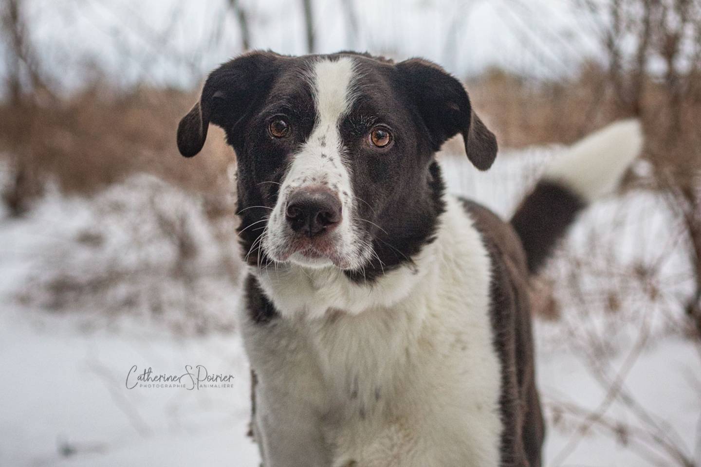 Vidéo fait par intelligence artificielle avec un fausse voix de Véronique Cloutier