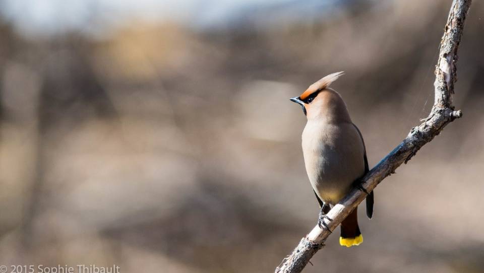 Un bébé mouffette orphelin présenté à un sympathique cerf