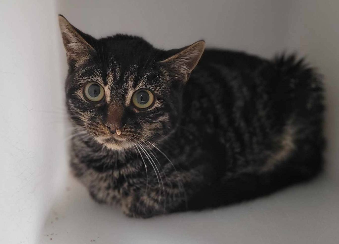 Le chat n&rsquo;a aucun instinct de survie