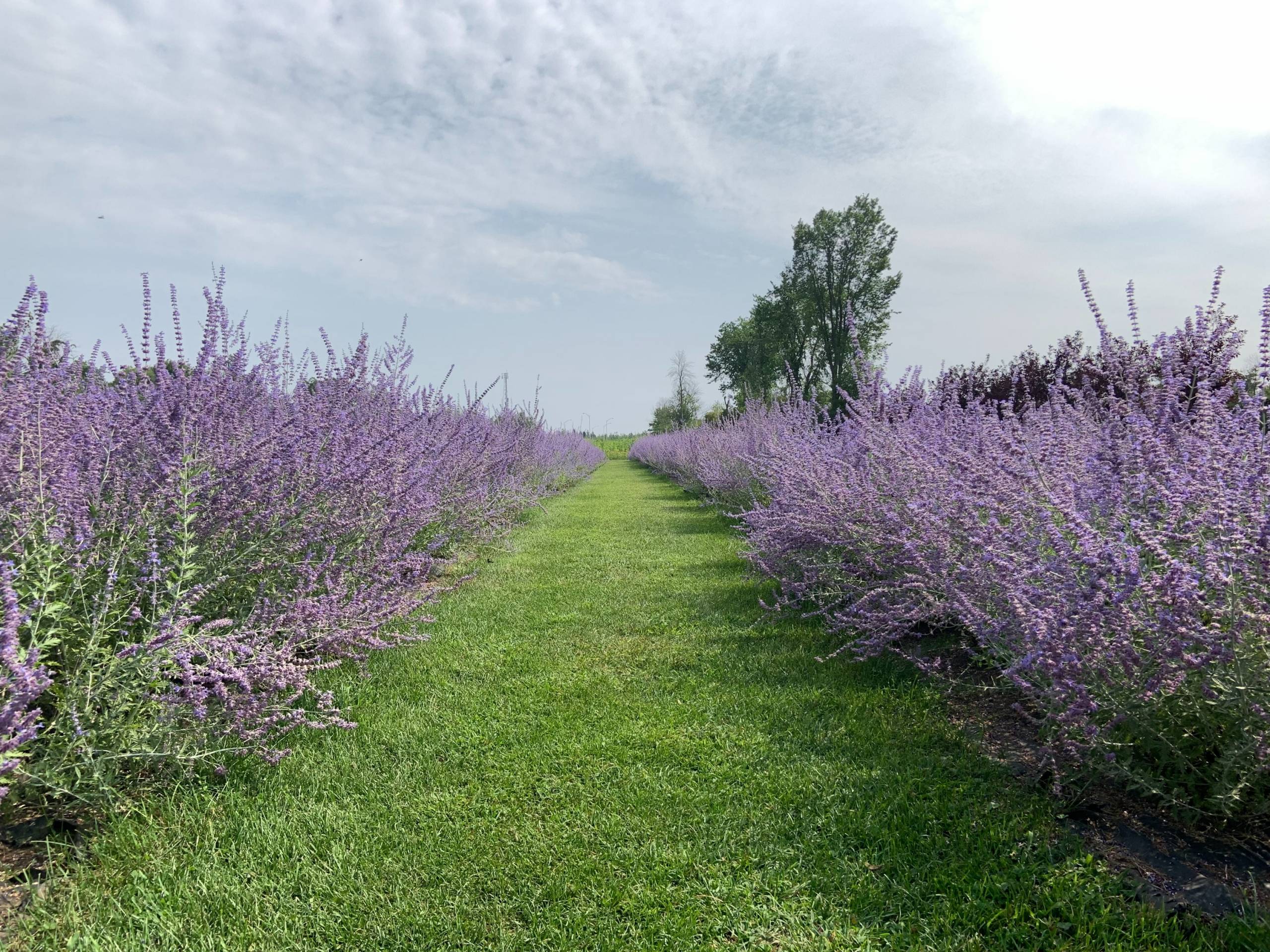 Les hallucinations auditives