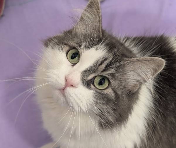 Un Poméranien se transforme en gymnaste lorsqu’il est ramassé