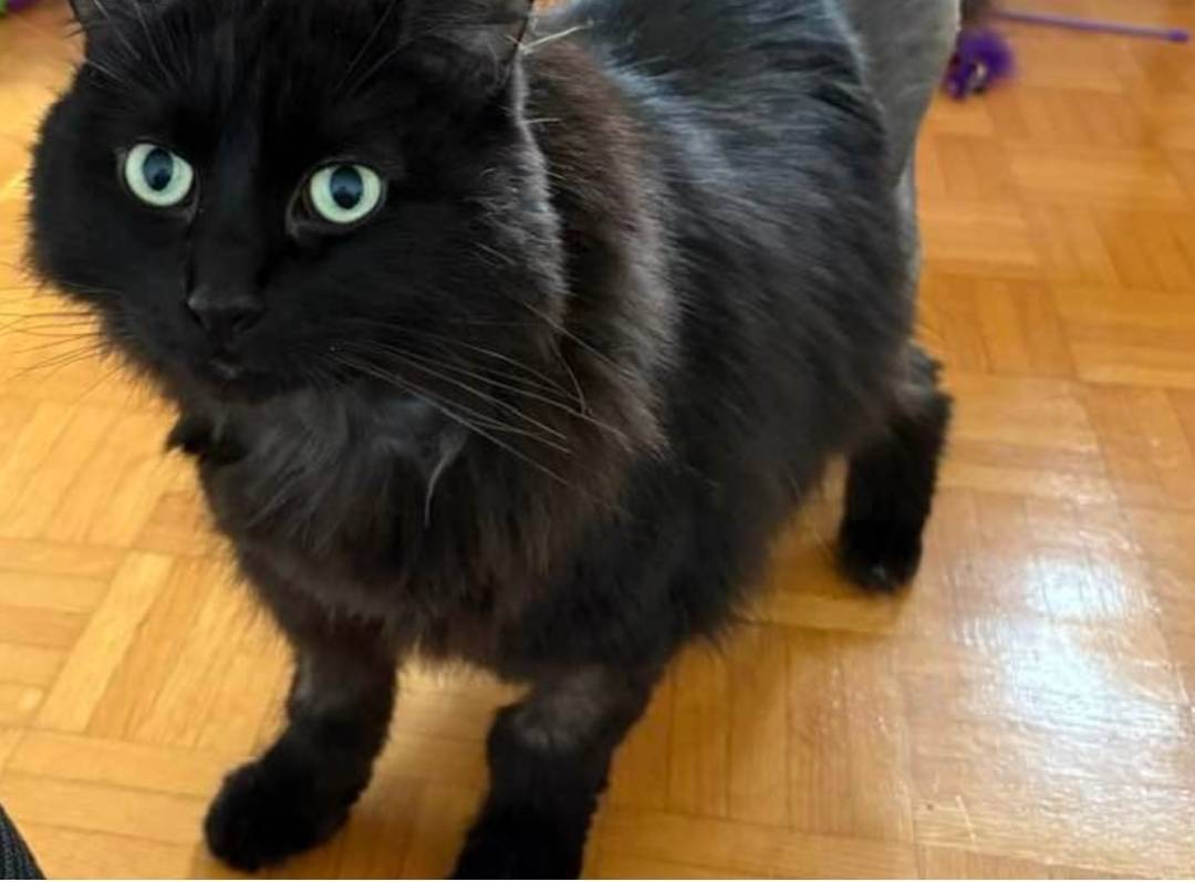 Il sera traumatisé par le parc à chien