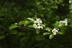 VIDÉO – Un arbuste menacé désormais protégé dans le Corridor vert Châteauguay-Léry