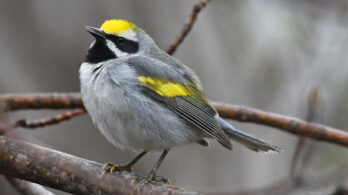 Des mesures pour la survie d&rsquo;une espèce menacée