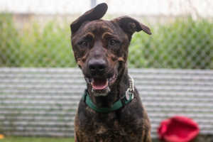 VIDÉO – Le Québec amorce la Coupe Nelson avec des victoires