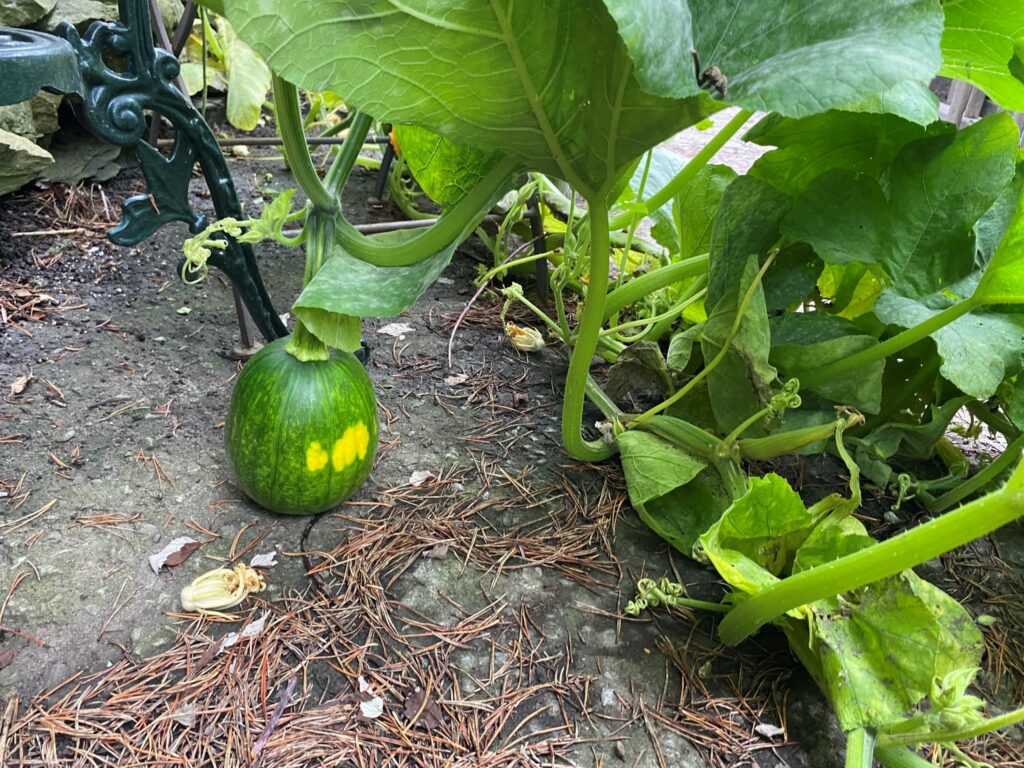 La classe Novice : place à la relève