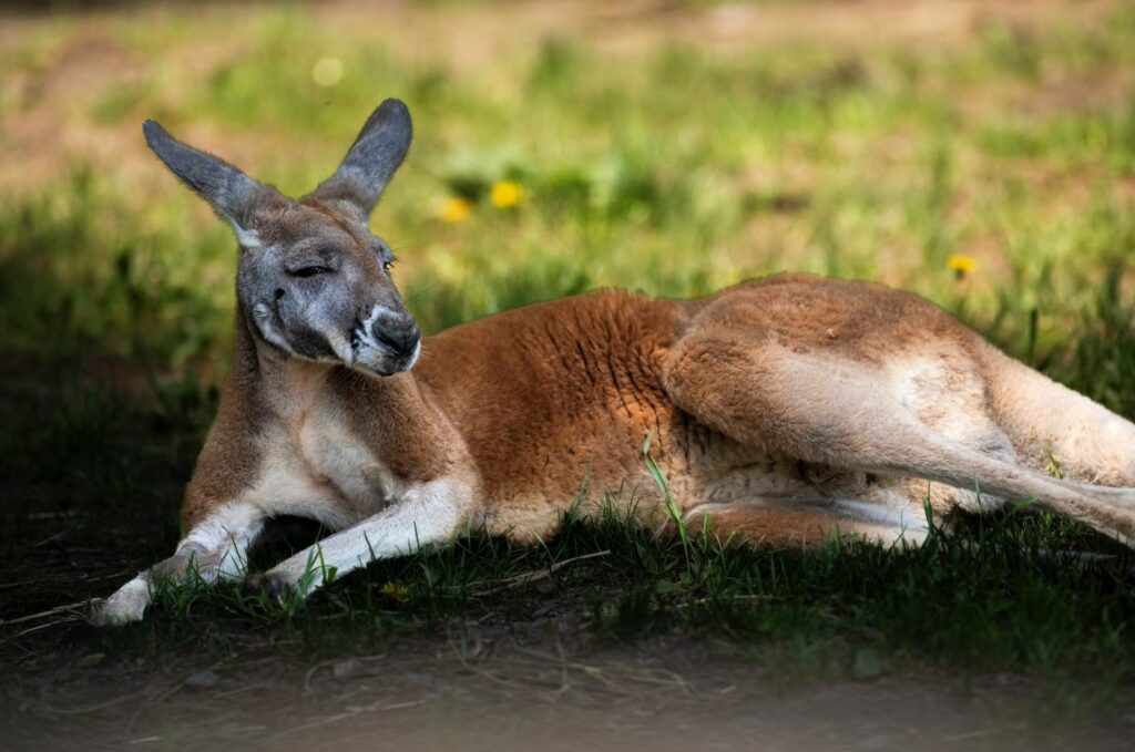 Un concours pour dénommer le nouveau kangourou du Parc Safari