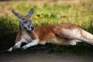 Un concours pour dénommer le nouveau kangourou du Parc Safari