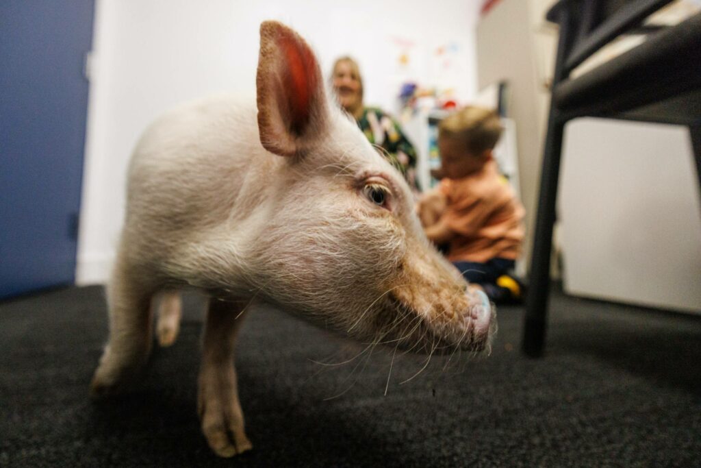 VIDÉO – Pumba, le cochon thérapeute