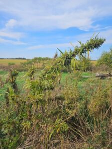 Cannabis: près de 1500 plants saisis