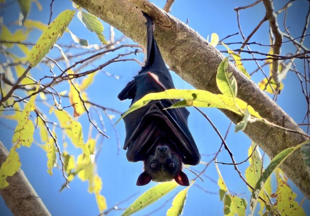 Chauve-souris atteinte de la rage