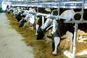 Des fermes laitières plus écolos, notamment à Saint-Télesphore