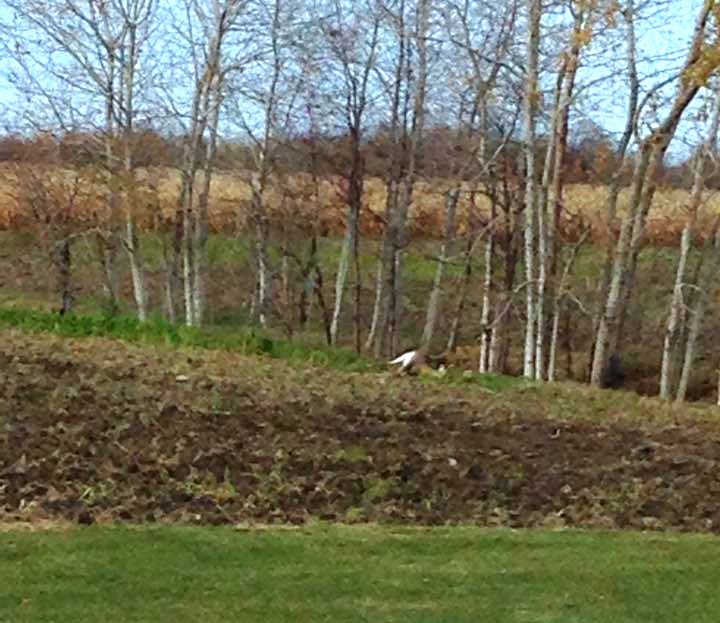 Image illustrant l'article: Un chevreuil mort laissé dans un champ
