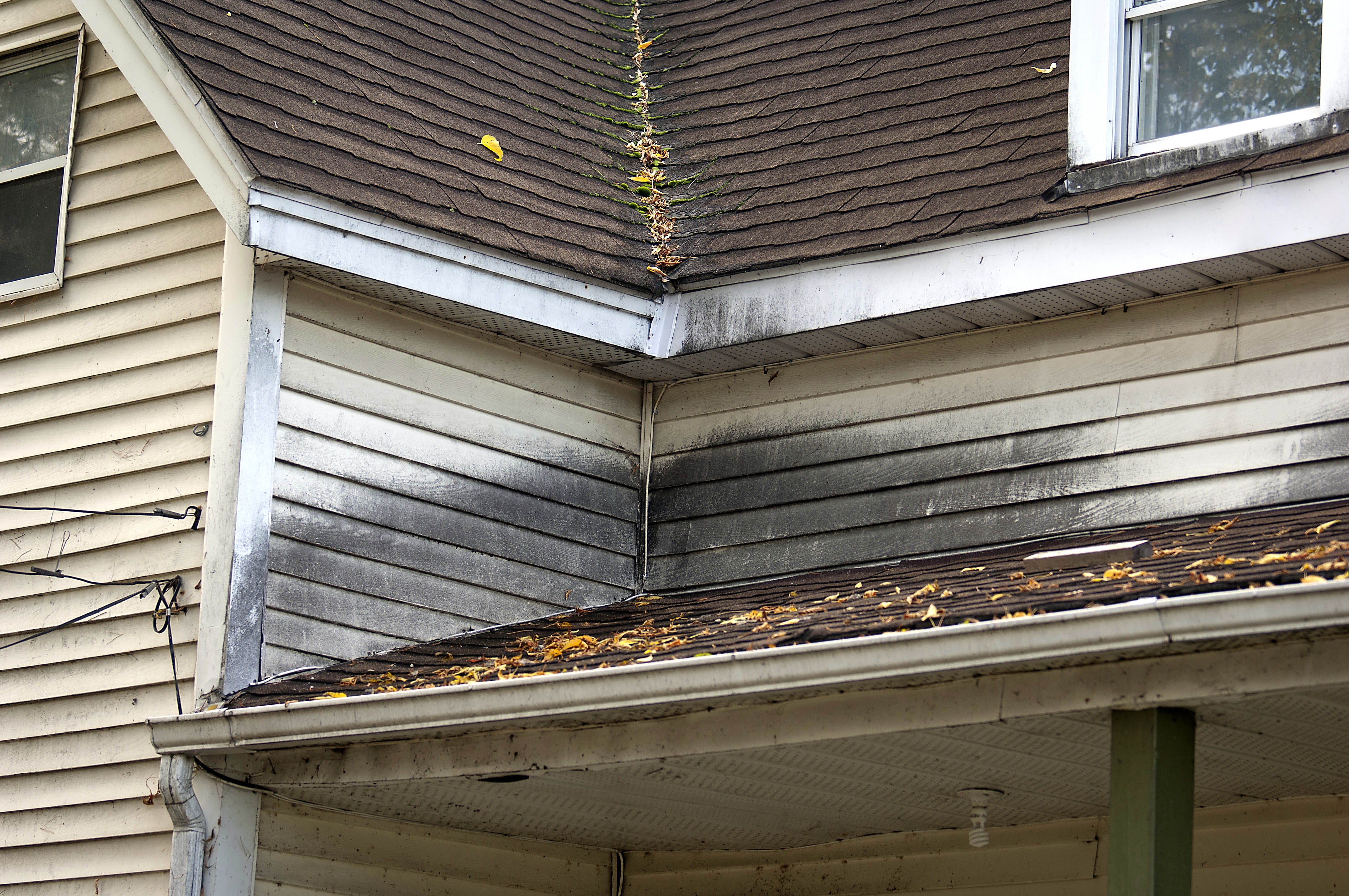 Une étude confirme un lien entre le champignon du whiskey et Diageo