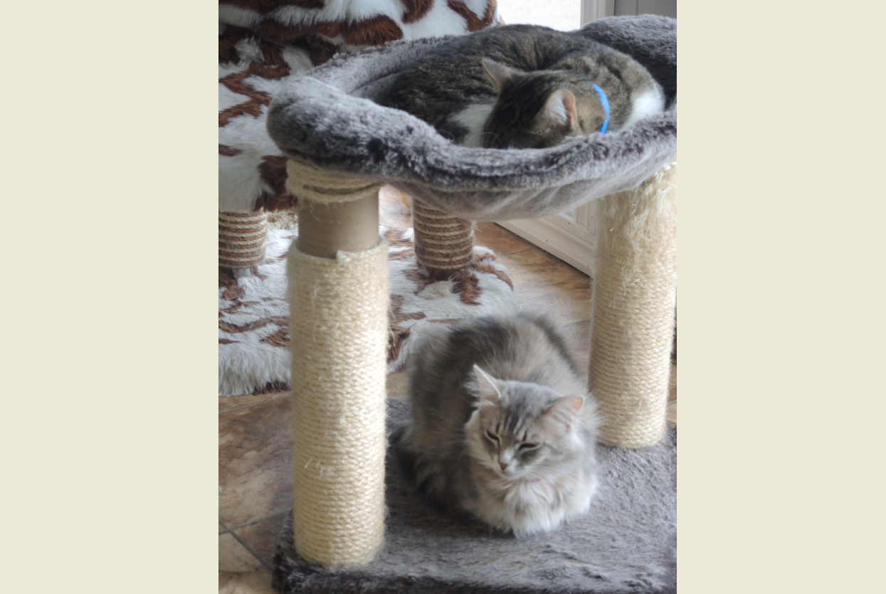 Image illustrant l'article: Construction d'un nouveau bâtiment pour les services animaliers