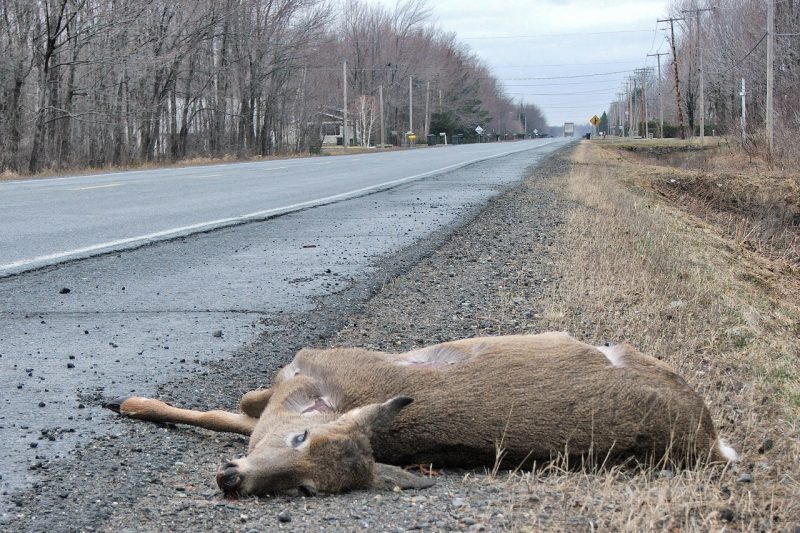 Image illustrant l'article: Plus de collisions avec des chevreuils dans Vaudreuil-Soulanges que dans le Haut-Saint-Laurent