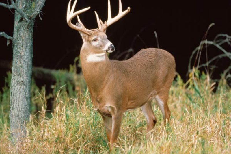 Image illustrant l'article: Une bonne saison de chasse au cerf de Virginie