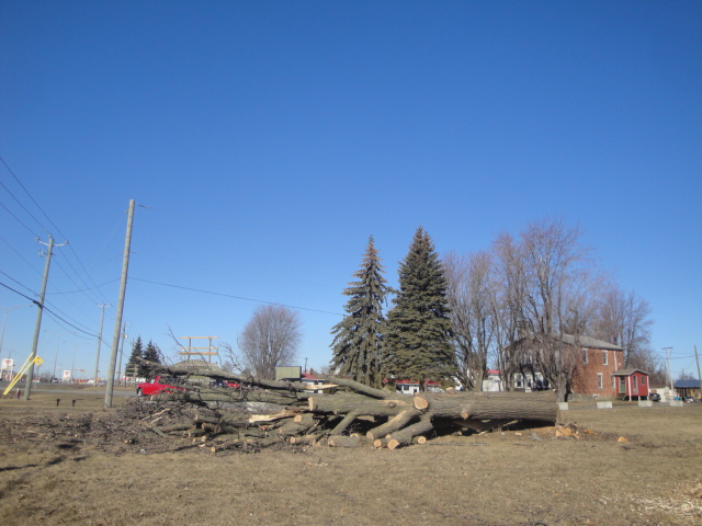 Image illustrant l'article: Nos arbres tombent et c'est permis