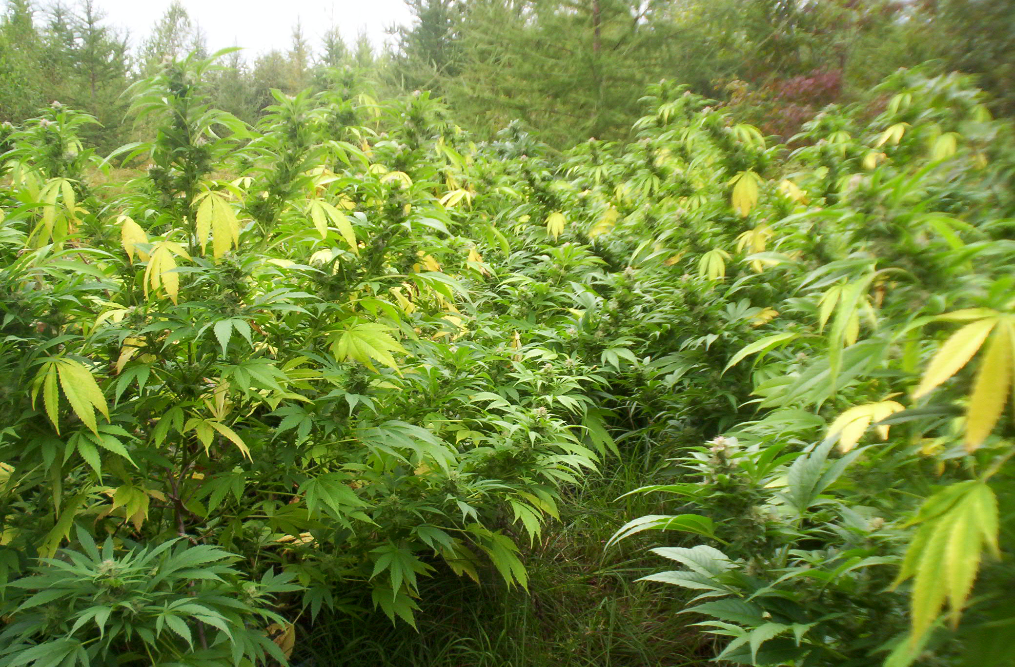 Image illustrant l'article: La Sûreté du Québec détruit 1,3 tonne de cannabis