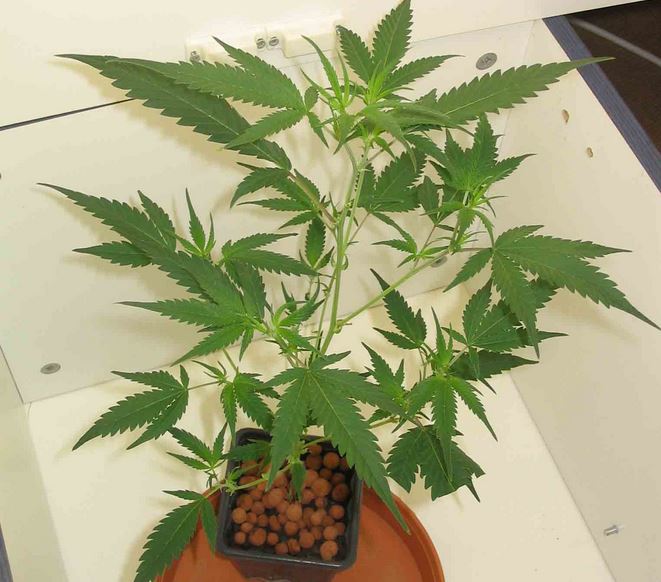 Une juge réduit l’accusation et déclare l’accusé coupable