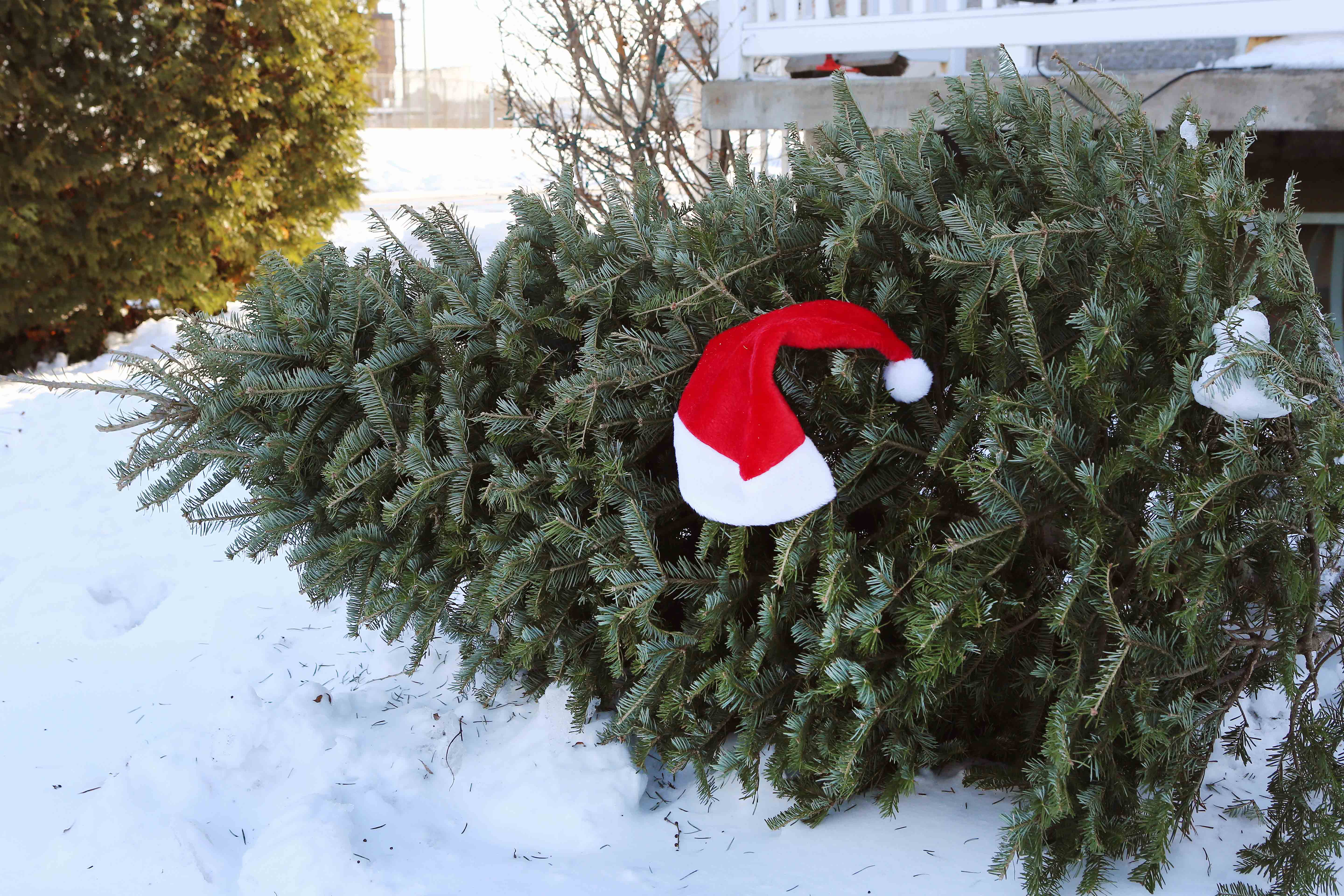 Image illustrant l'article: Collecte des sapins ce vendredi à Salaberry-de-Valleyfield