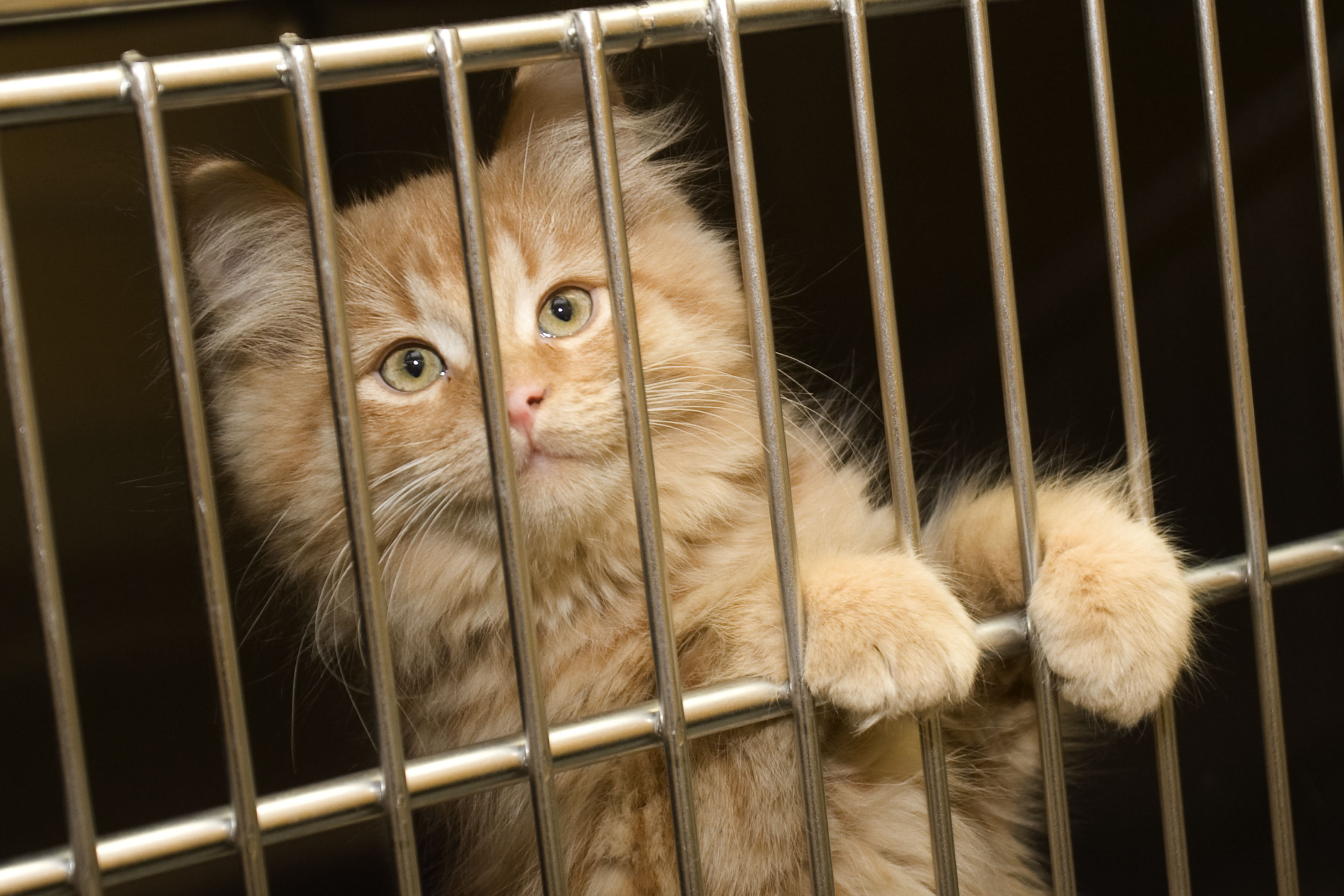 La taxe animalière ne va pas entièrement aux Services animaliers