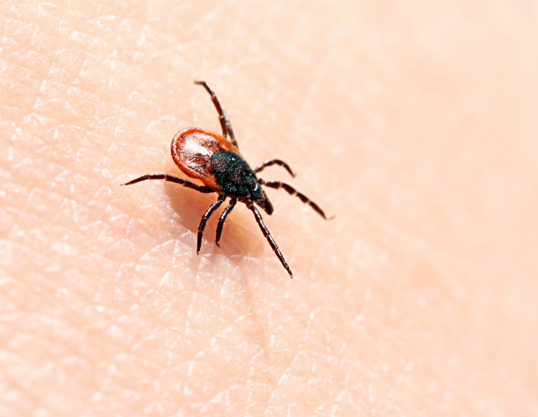 La maladie de Lyme se propage en Montérégie