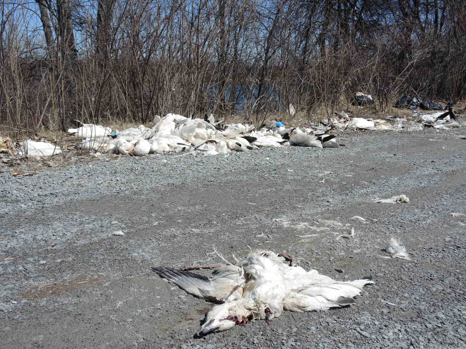Des oies blanches éventrées et des ratons laveurs à la rivière