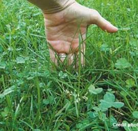 Pour une pelouse en santé sans pesticide