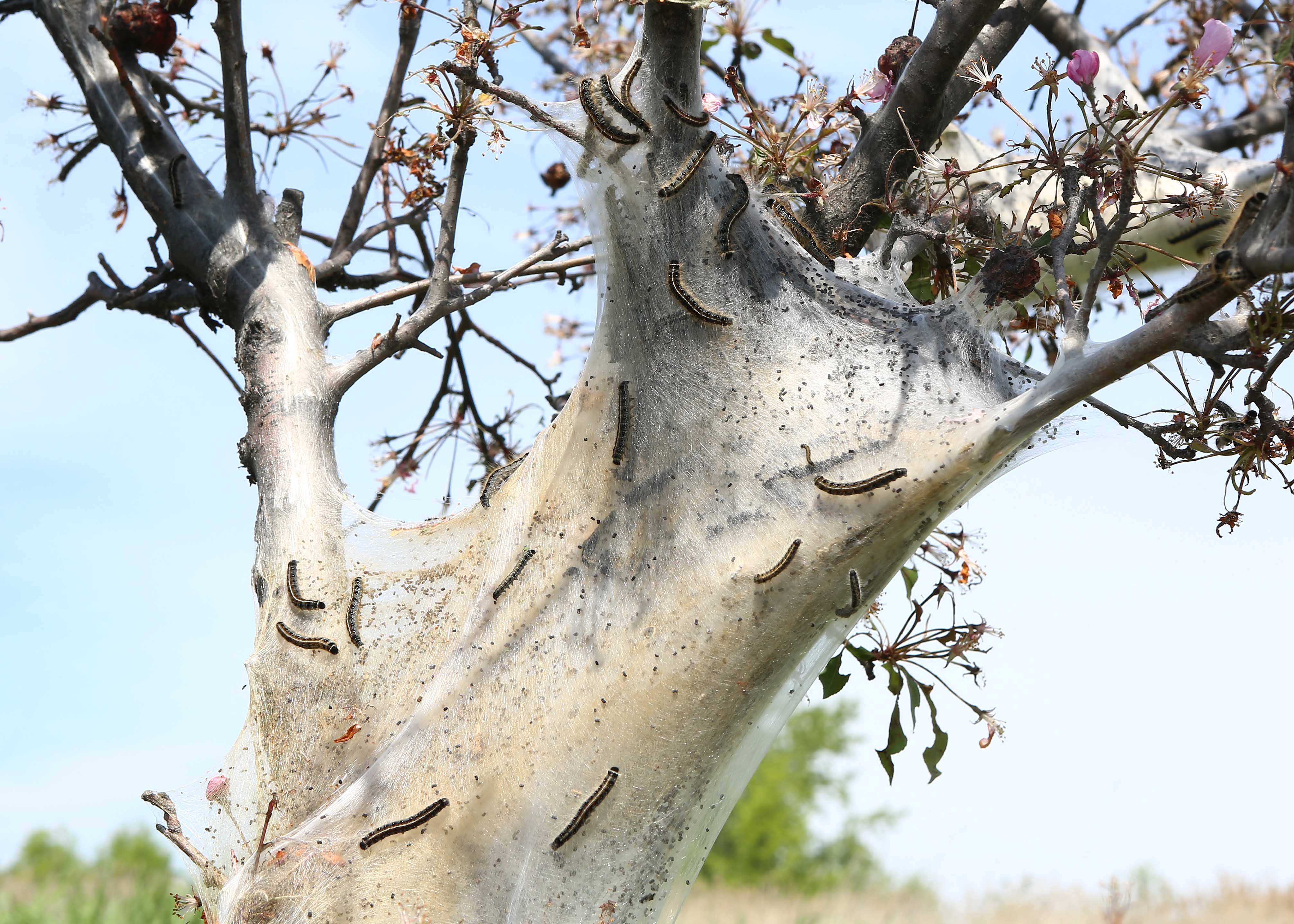 Des arbres plantés à la mauvaise place envahis par des chenilles