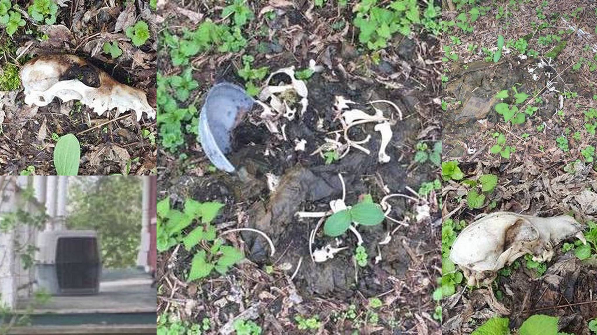 Carcasses d’animaux découvertes sur un terrain de Saint-Chrysostome