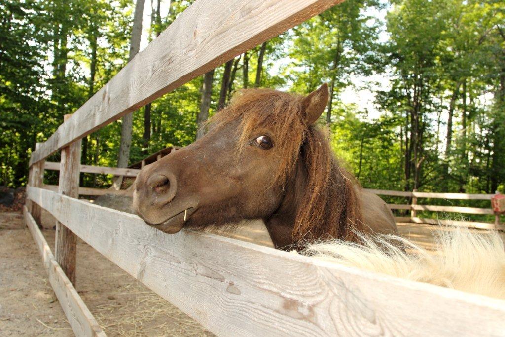 Potomac Horse Fever Present in the Chateauguay Valley
