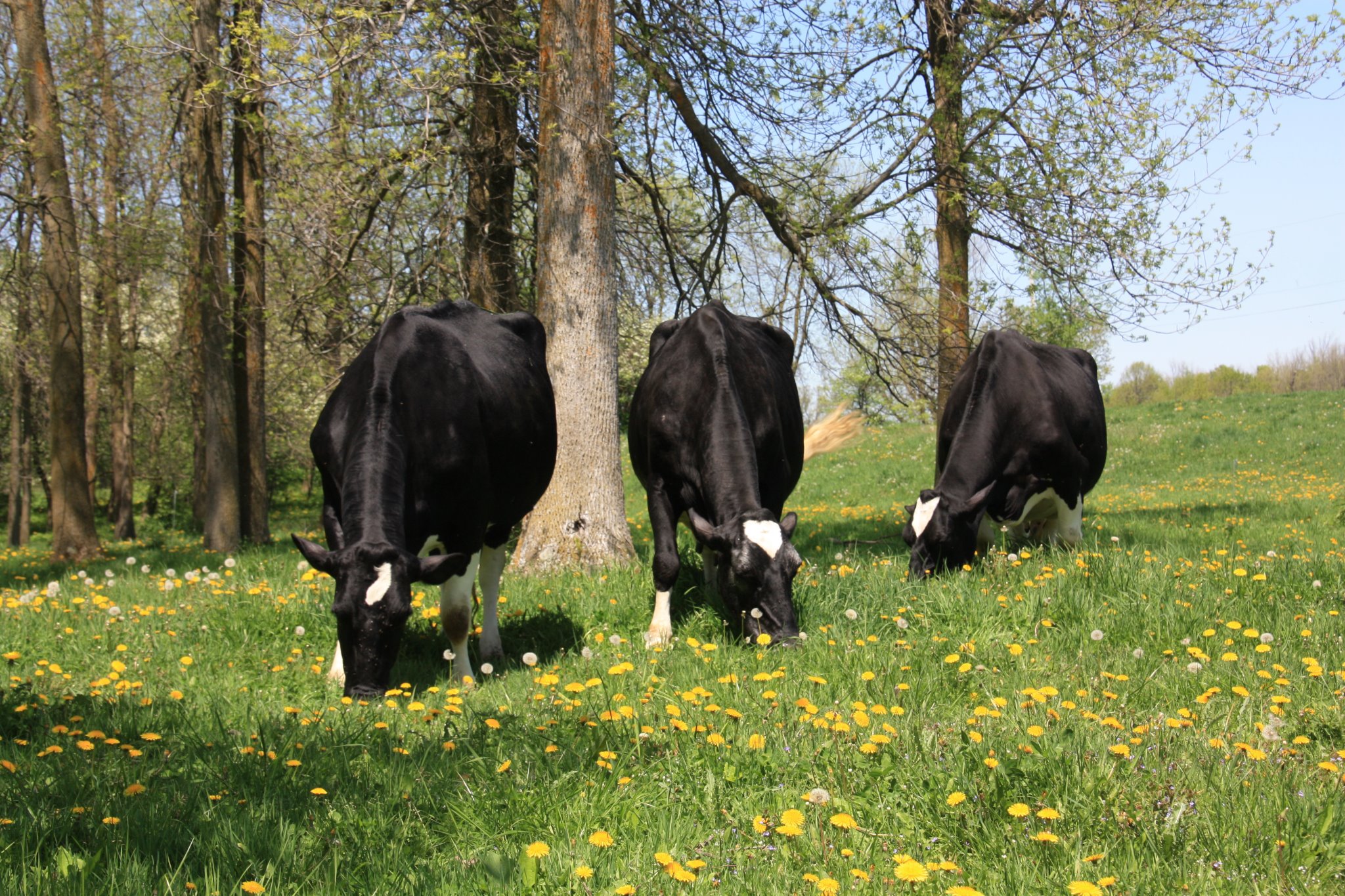 Second Master Breeder Success for Sundborgs