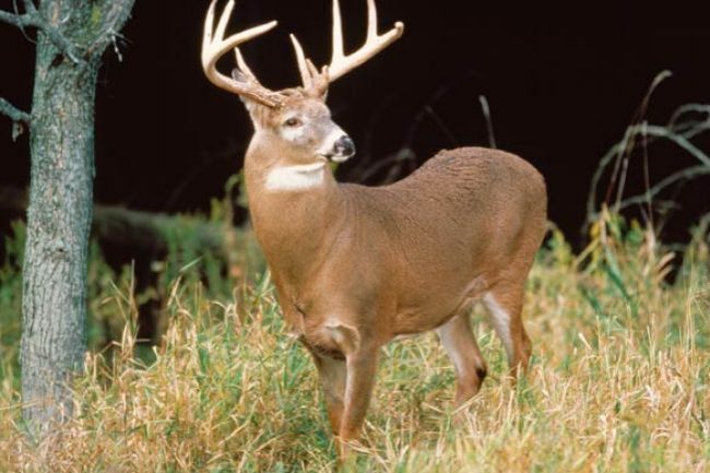 Two accidents involving deer