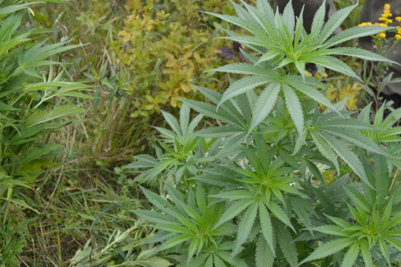 Image illustrant l'article: Huntingdon hopes to become the "cannabis capital of Quebec"