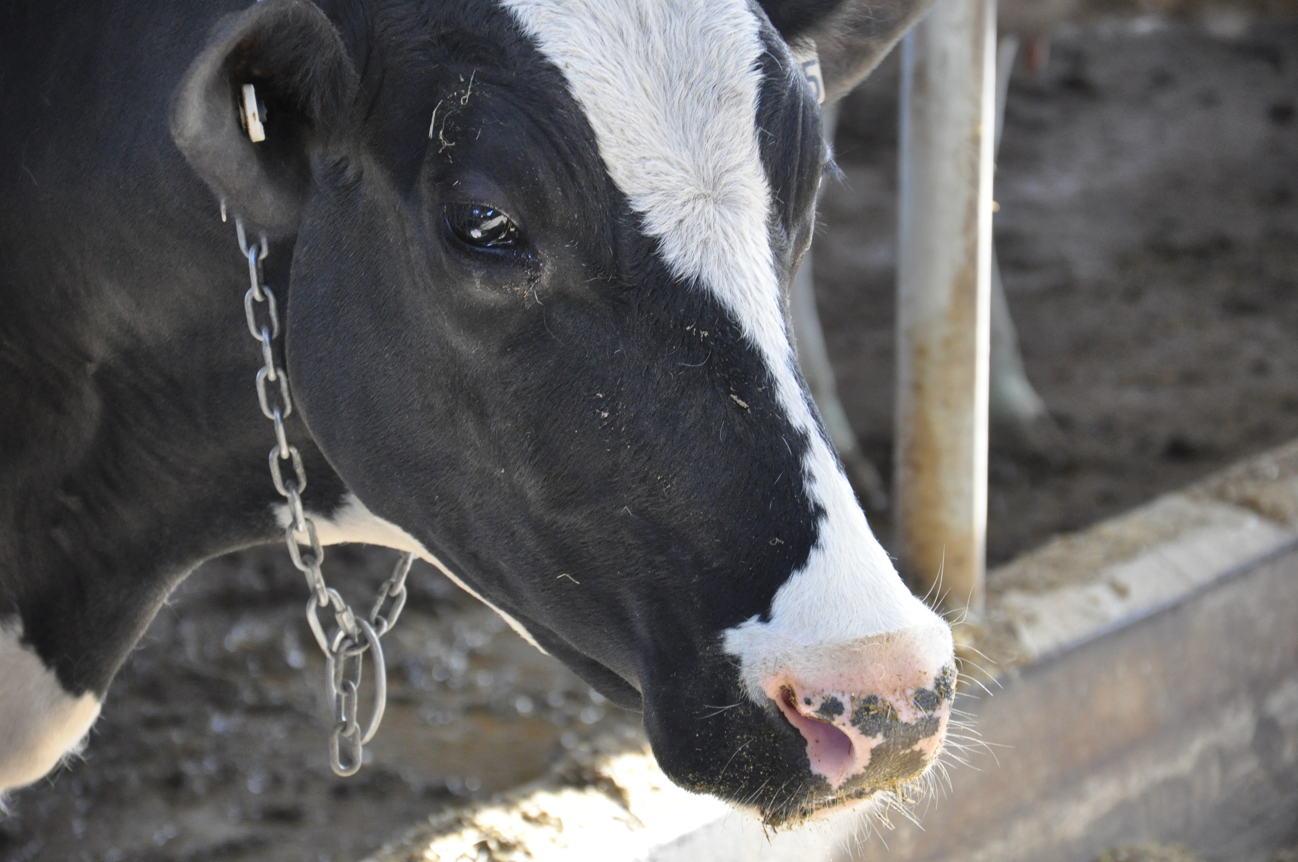 Push to recover beef industry