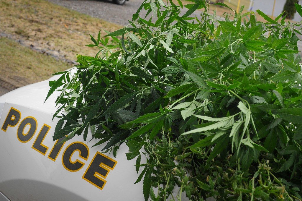 Arrested for over 800 cannabis plants and nine firearms